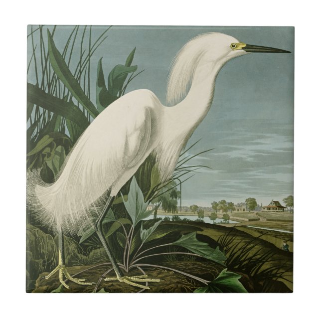Audubon Snowy Heron White Egret Birding Kakelplatta (Framsidan)