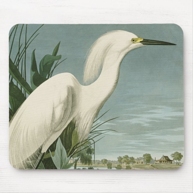 Audubon Snowy Heron White Egret Birding Musmatta (Framsidan)