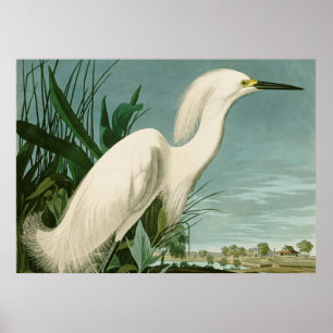 Audubon Snowy Heron White Egret Birding Poster