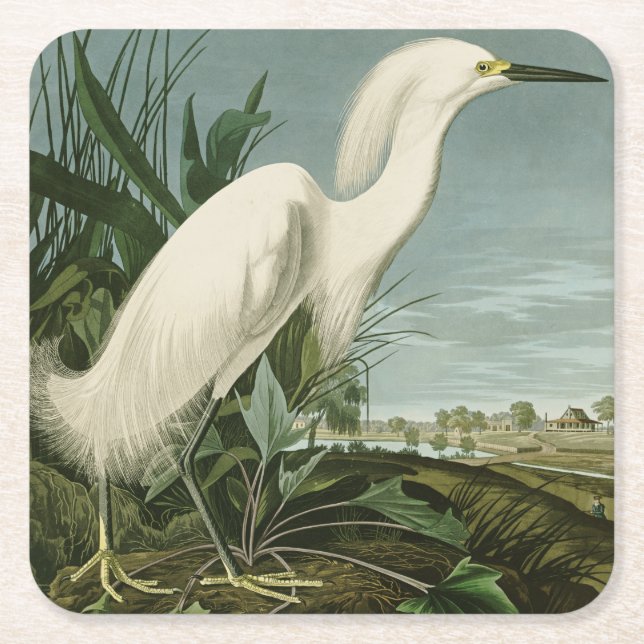 Audubon Snowy Heron White Egret Birding Underlägg Papper Kvadrat (Framsidan)