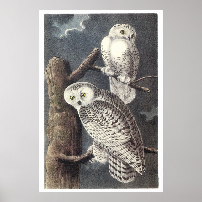 Audubon Snowy Uggla Poster eller skriver ut (Framsidan)