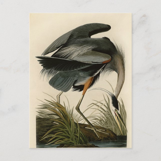 Audubon Större blåhäger träskfågel Vykort (Framsida)