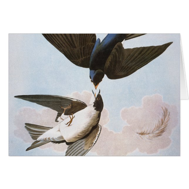 Audubon: Svälj i Träd OBS Kort (Framsidan Horizontal)