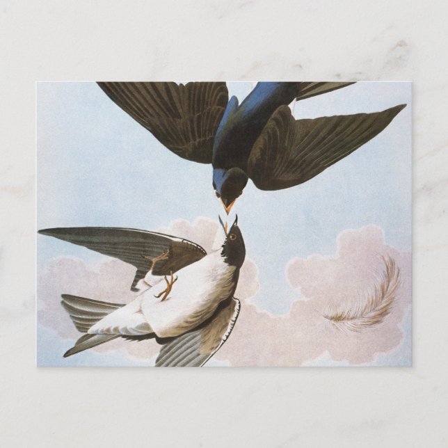 Audubon: Svälj i Träd Vykort (Framsida)