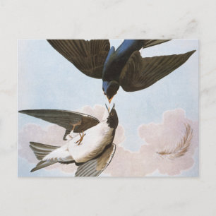 Audubon: Svälj i Träd Vykort