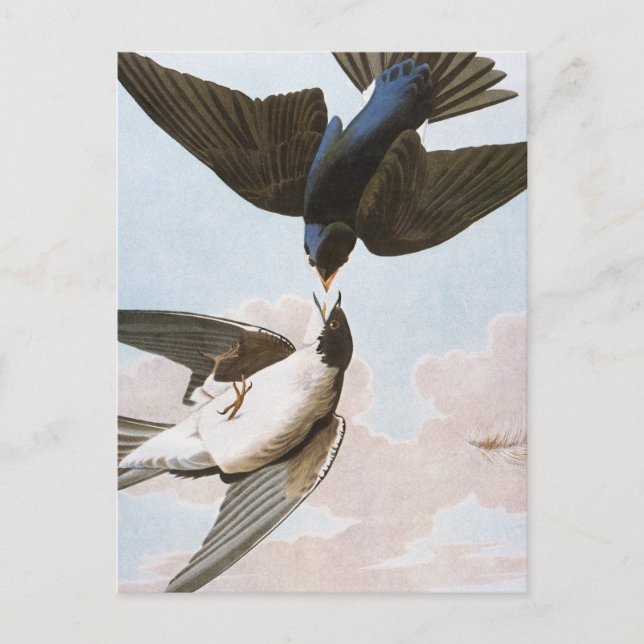 Audubon: Svälj i Träd Vykort (Framsida)