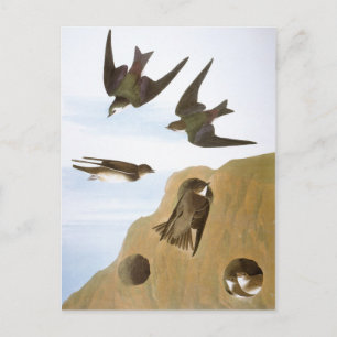 Audubon: Sväljer Vykort