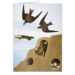 Audubon: Svalor OBS Kort