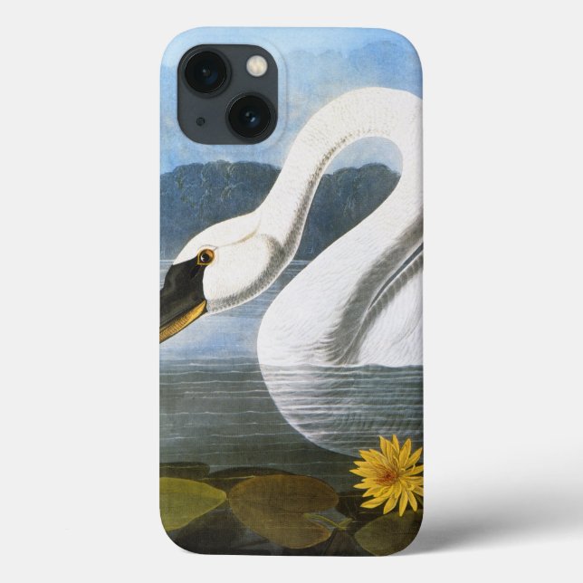 Audubon: Svan (Baksida)