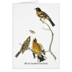 Audubon Svart-hövdad Grosbeak Hälsningskort