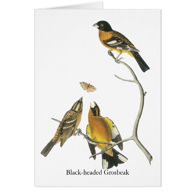 Audubon Svart-hövdad Grosbeak Hälsningskort (Framsidan)