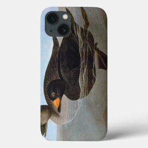 Audubon: Svart Scoter