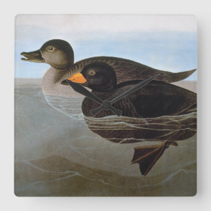 Audubon: Svart Scoter Fyrkantig Klocka