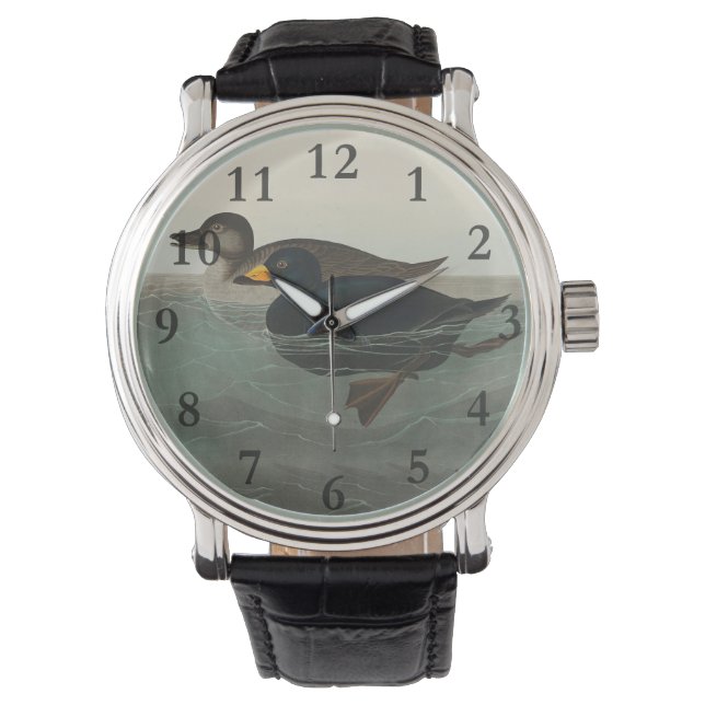 Audubon Svart Scoter Tryck: Vintage Kustand Anka Armbandsur (Framsida)