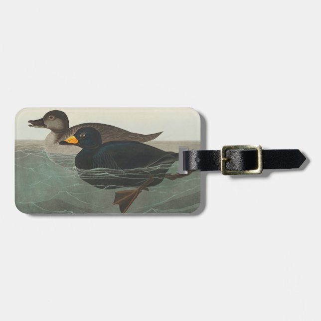 Audubon Svart Scoter Tryck: Vintage Kustand Anka Bagagebricka (Horisontell Framsida)