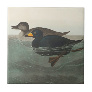 Audubon Svart Scoter Tryck: Vintage Kustand Anka Kakelplatta