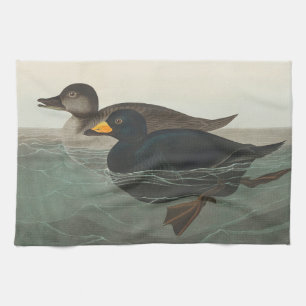 Audubon Svart Scoter Tryck: Vintage Kustand Anka Kökshandduk