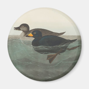 Audubon Svart Scoter Tryck: Vintage Kustand Anka Magnet
