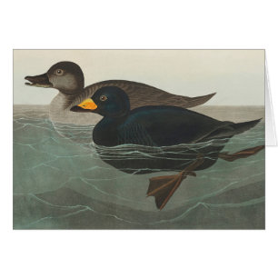 Audubon Svart Scoter Tryck: Vintage Kustand Anka OBS Kort