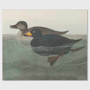 Audubon Svart Scoter Tryck: Vintage Kustand Anka Presentpapper