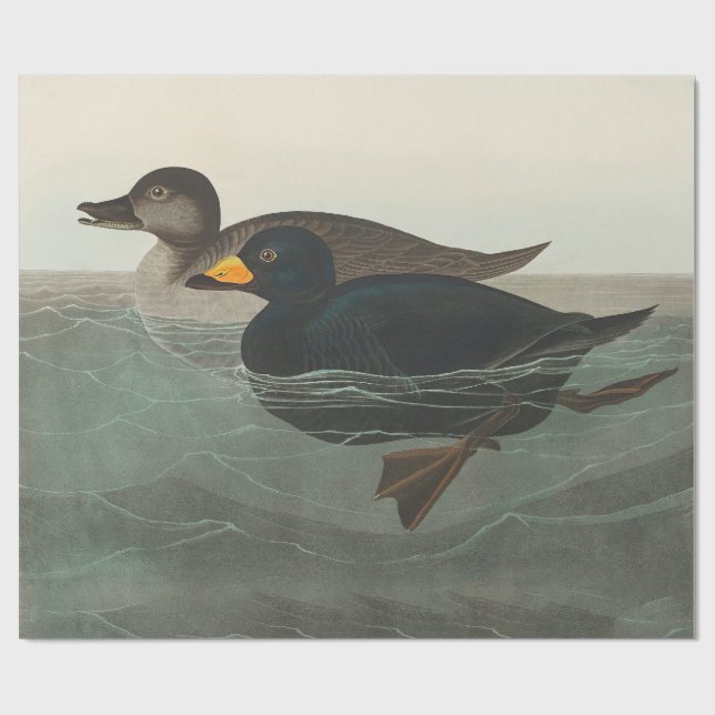 Audubon Svart Scoter Tryck: Vintage Kustand Anka Presentpapper (Platt)