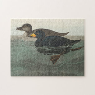 Audubon Svart Scoter Tryck: Vintage Kustand Anka Pussel