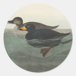 Audubon Svart Scoter Tryck: Vintage Kustand Anka Runt Klistermärke