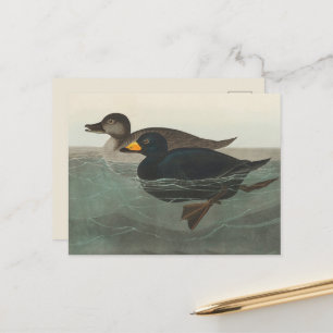 Audubon Svart Scoter Tryck: Vintage Kustand Anka Vykort