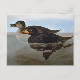 Audubon: Svart Scoter Vykort