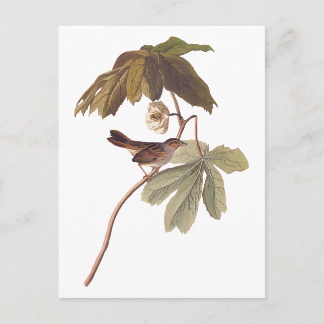 Audubon Swamp Sparrow Bird on Vild Mandrake Vykort (Framsida)