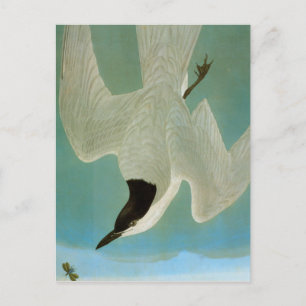 Audubon: Tärna Vykort