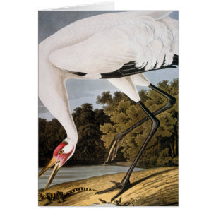 Audubon: Tjuta kranen OBS Kort