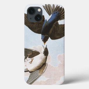 Audubon: Trädsvala