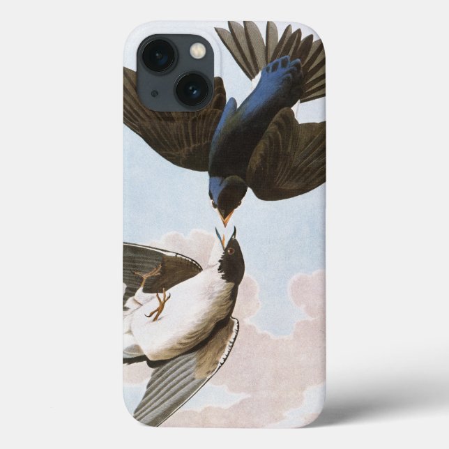 Audubon: Trädsvala (Baksida)