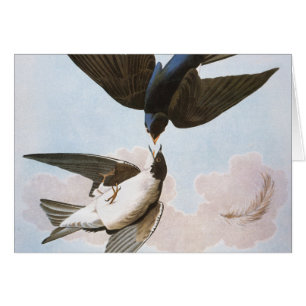 Audubon: Trädsvala OBS Kort