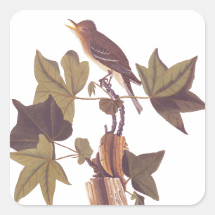 Audubon Traill's Flycatcher Songbird Fyrkantigt Klistermärke