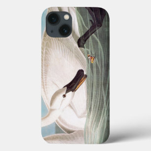 Audubon: Trumpetaresvan