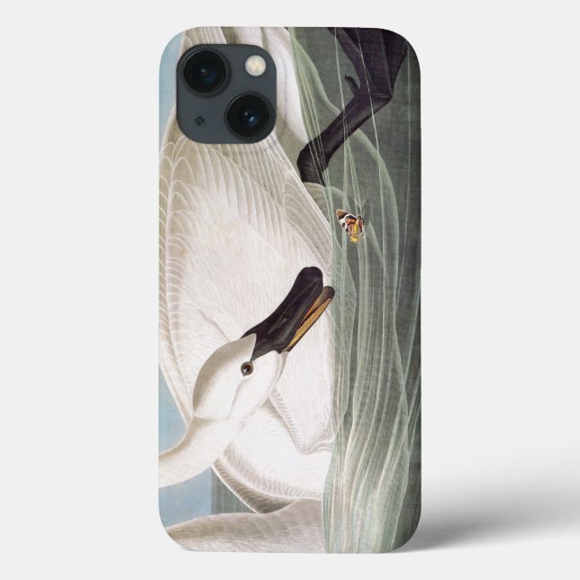 Audubon: Trumpetaresvan (Baksida)