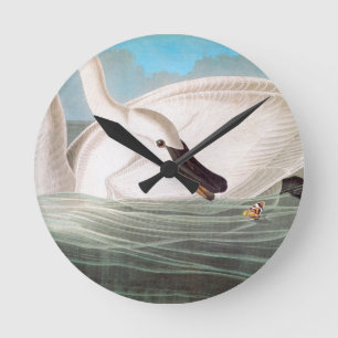 Audubon: Trumpetaresvan Rund Klocka