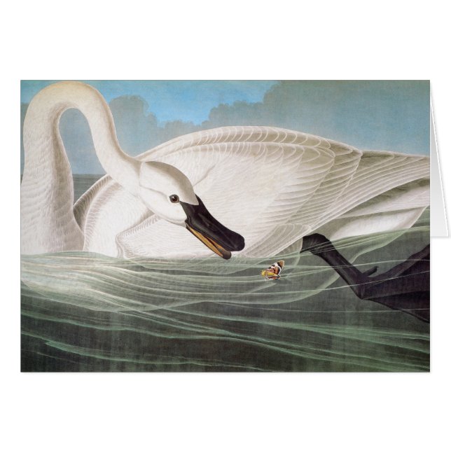 Audubon: Trumpeter Svan OBS Kort (Framsidan Horizontal)