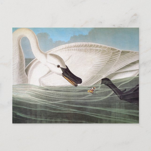 Audubon: Trumpeter Svan Vykort (Framsida)