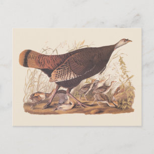 Audubon Turkey Hen och Chickar på hösten Vykort