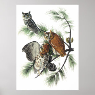 Audubon Uggla Poster