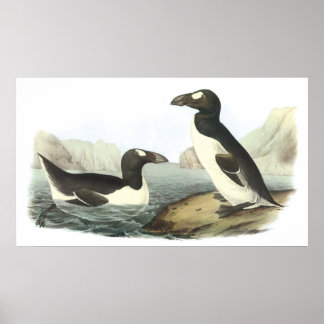 Audubon Underbar Auk Poster