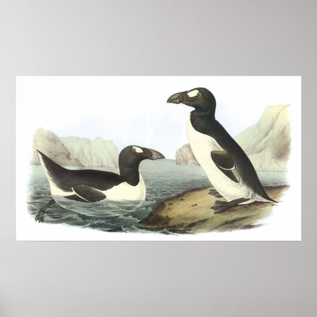 Audubon Underbar Auk Poster (Framsidan)