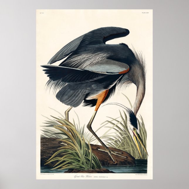Audubon Underbar Blue Heron 1834 Plate CCXI Poster (Framsidan)