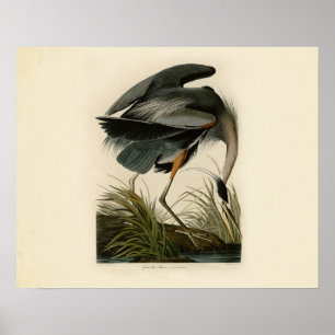 Audubon Underbar Blue Heron Birds Poster
