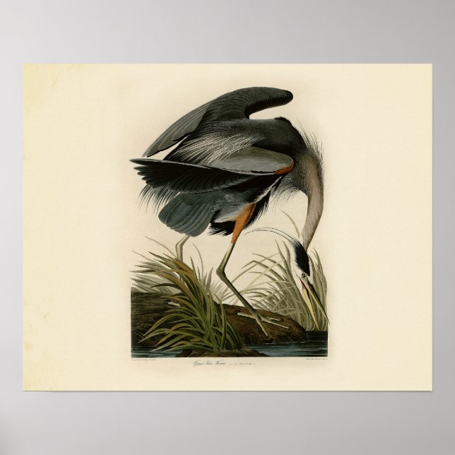 Audubon Underbar Blue Heron Birds Poster (Framsidan)