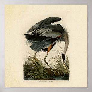 Audubon Underbar Blue Heron Birds Poster
