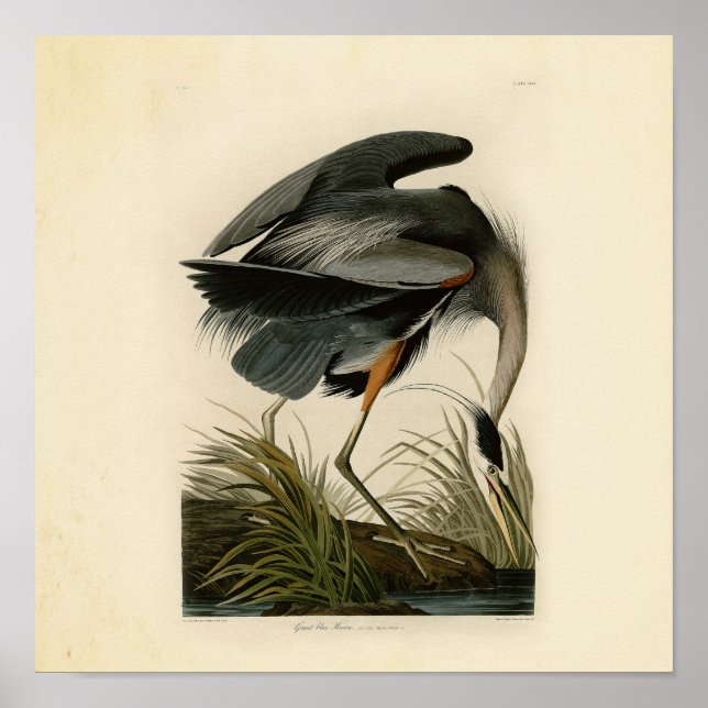 Audubon Underbar Blue Heron Birds Poster (Framsidan)
